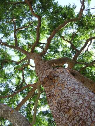 trunk 31, San Francisco city tree -- May 2004: photo by Sienna