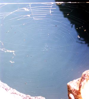 fifth #33: web with blue -- photo by Sienna M Potts, Caspar Creek, 5 April 2005