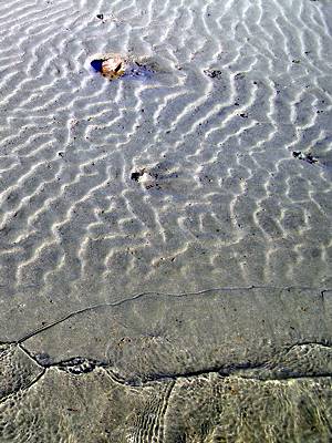 shore -- photo by Sienna M Potts, Caspar Headlands, 19 November 2005