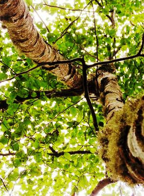 tree 9: look up -- photo by Sienna, Caspar Creek, 25 August 2004