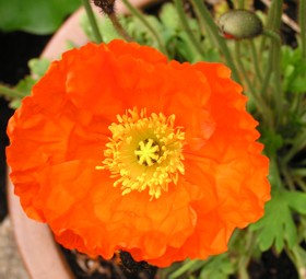 flower 2: one of my gorgeous orange poppies at Twin Maple Lane, Corvallis -- May 2004: photo by Sienna