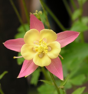 flower 5: one of my beautiful columbines at Twin Maple Lane, Corvallis -- May 2004: photo by Sienna