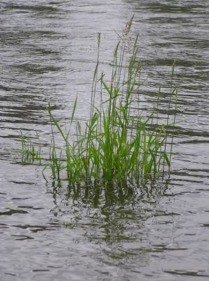 grass 24: in the Willamette River, near Corvallis -- June 2004: photo by Sienna