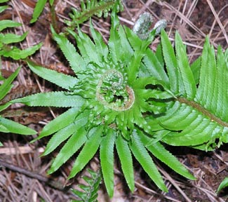 fern heart -- MacDonald Forest, April 2004: photo by Sienna
