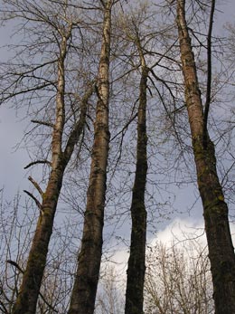 a stand of lovely straight trees growing toward eachother on the river walk in Corvallis, Oregon: photo by Sienna