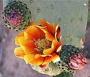 cactus flowers at Finca Padre -- photo by Sienna M Potts, Sonoran Desert, 2 May 2006