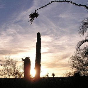 saguaro sunset at Finca Padre -- photo by Sienna M Potts, Sonoran Desert, 1 May 2006