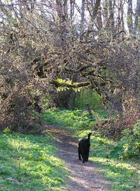 Pippin walks toward the beautifully backlit ferns on the Bald Hill path in Corvallis, Oregon -- photo by Sienna