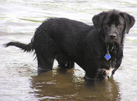 Pippin waits for me to throw another stick -- Willamette River, April 2004: photo by Sienna