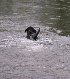 Pippin plunges in after a stick -- Willamette River, April 2004: photo by Sienna