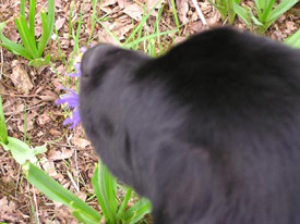 Pippin stops to smell the flowers -- Corvallis River Walk, April 2004: photo by Sienna