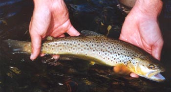 beautiful brown trout on the Bitterroot River