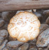 intricately decorated mushroom growing on a log on the Bitterroot River
