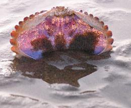 sunlight shining through a crab shell: photo by Sienna