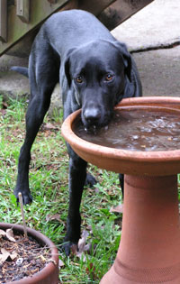 Malkmus, one of the dogs of Twin Maple Lane, loves to drink from my bird bath